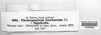 Cladosporium herbarum image